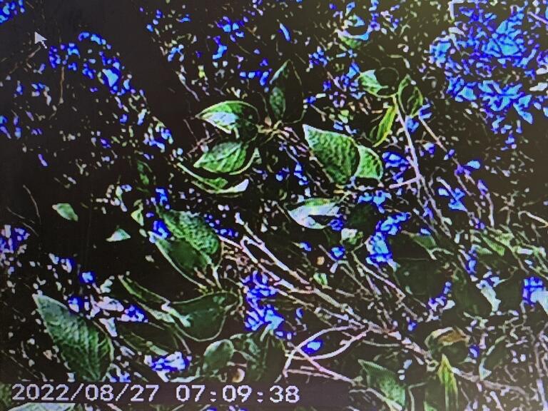 Image of a tree branch on CCTV footage.