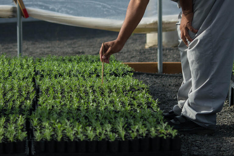 Person working in garden