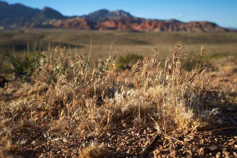 dry grass at red rock canyon