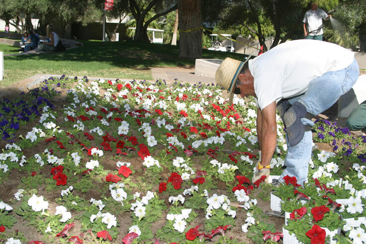 Man planting flowers