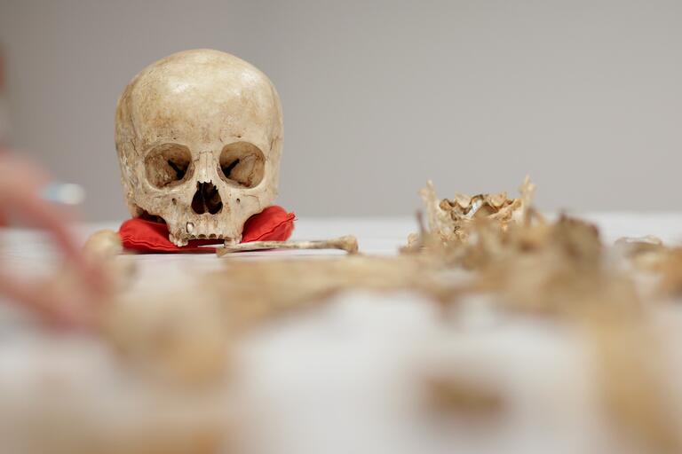 Desk with skulls and bones on it