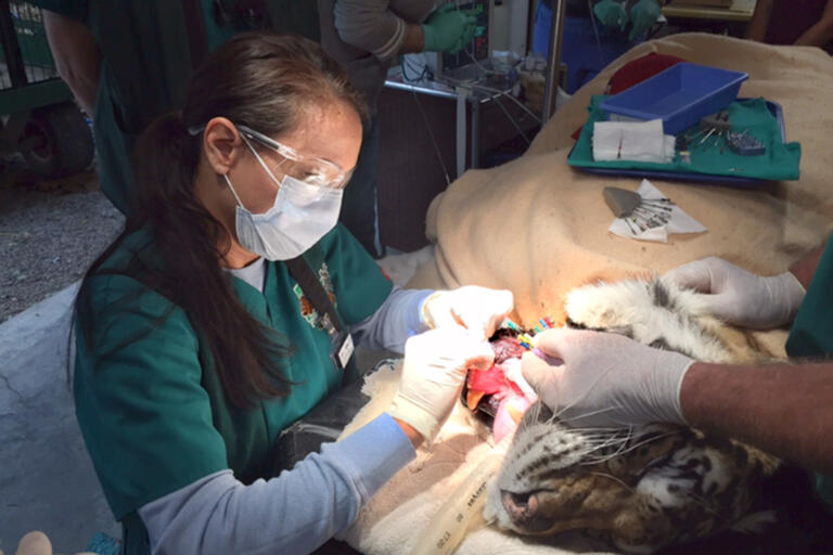 animal getting dental work
