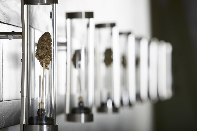 Marijuana enclosed in a glass tube and grown in a laboratory.