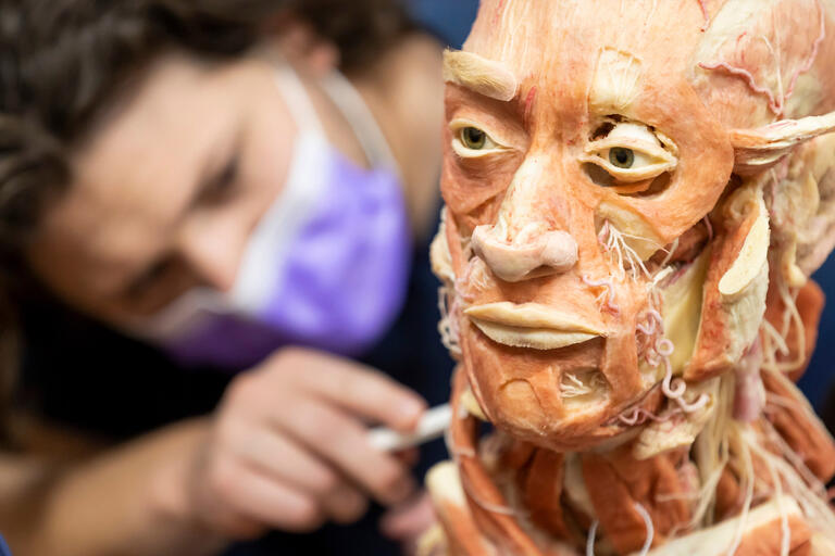 A student probes a preserved human head