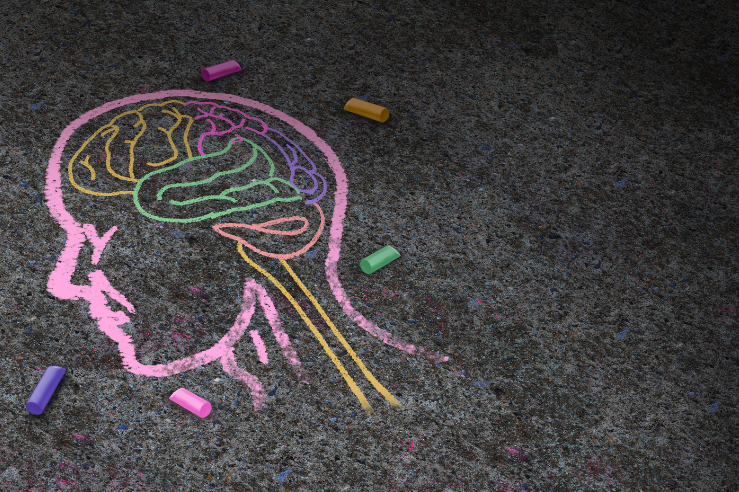 chalk drawing of human head with brain outlined