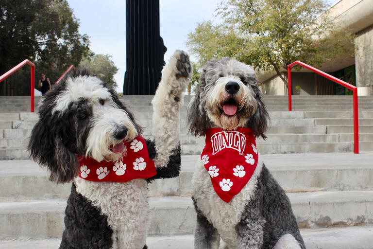 Two gray and white sheepadoodles sit on outdoor stairs. The dog on the left raises his paw.