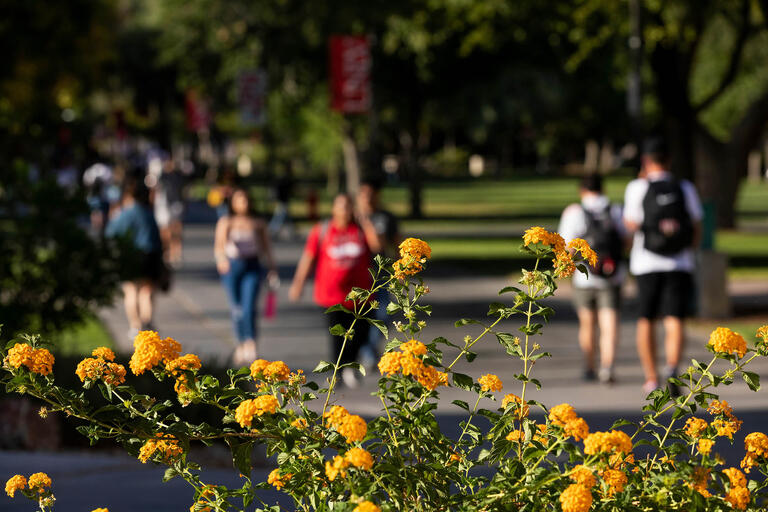 Campus green space with a yellow flowered bush in the foreground and many students walking in the background.