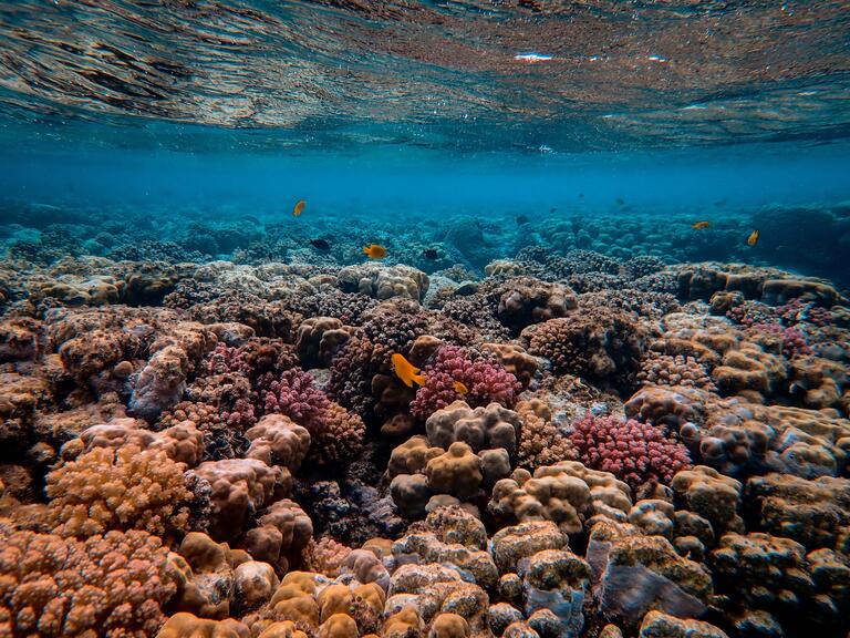 underwater coral and fish