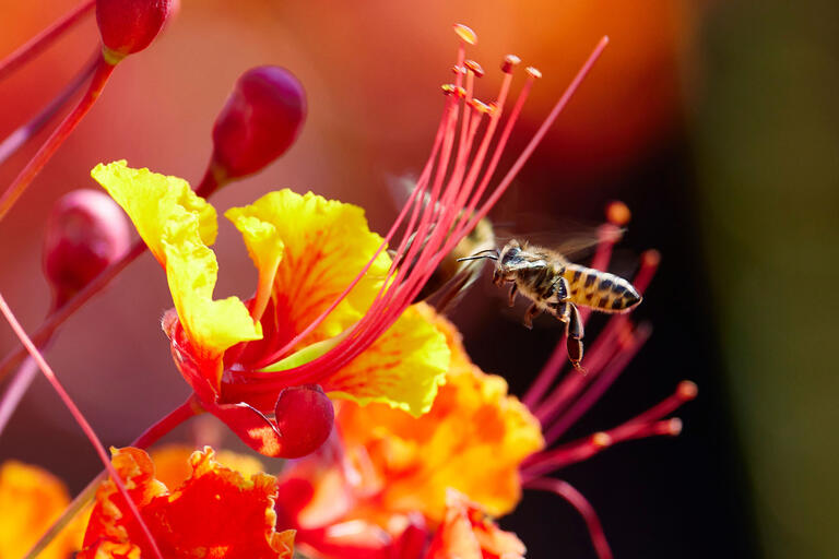 bee hovering near gold and red flower