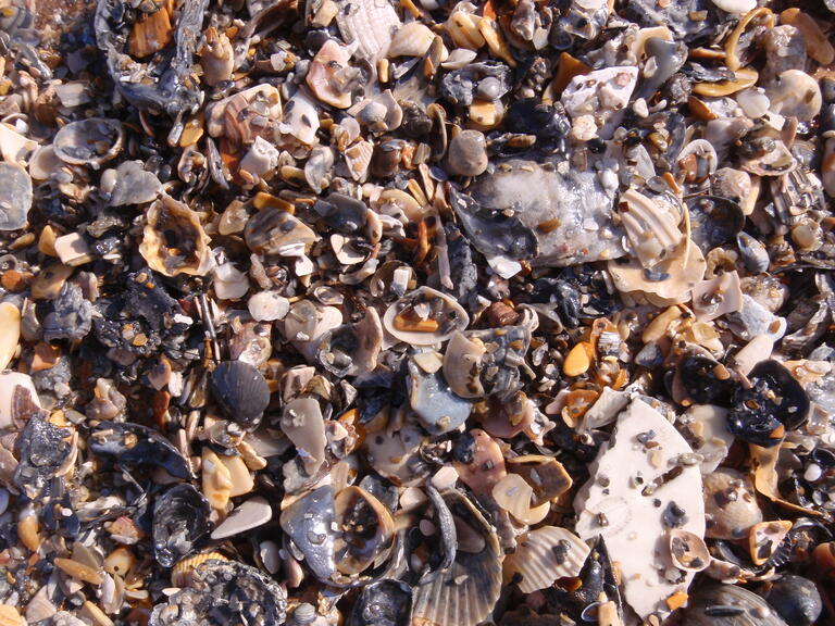 marine fossil fragments