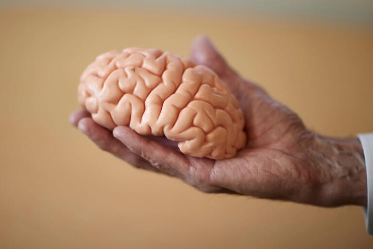 A hand holding a model of a human brain.