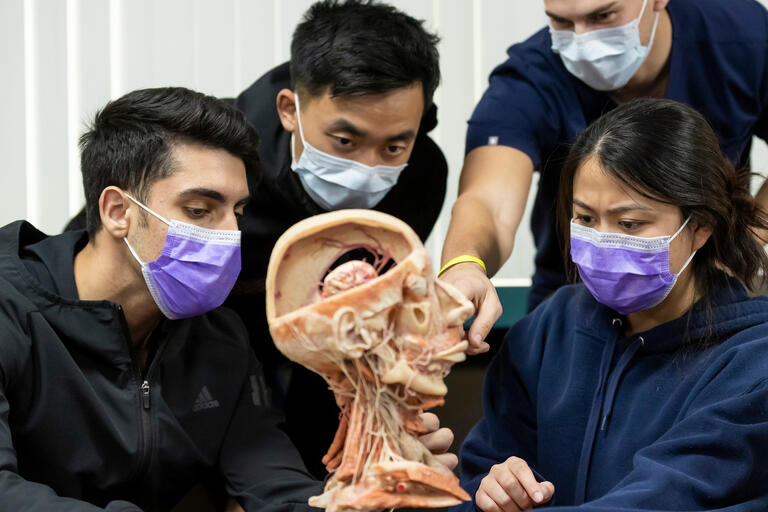 Four students studying an anatomical model