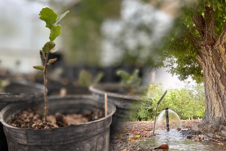 Center for Urban Water Conservation plants
