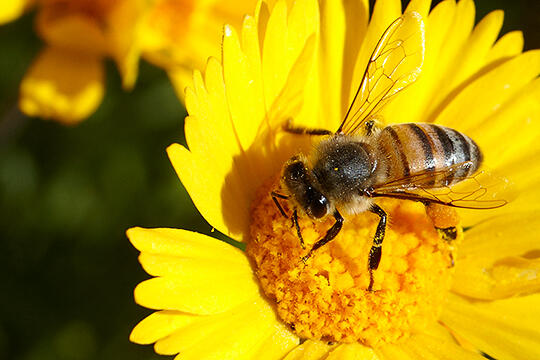 A bee on a flower