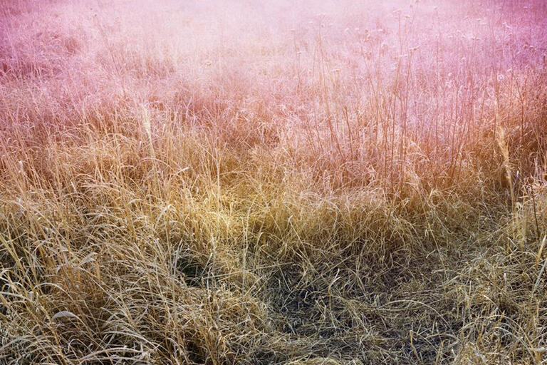 image of dry prairie grass