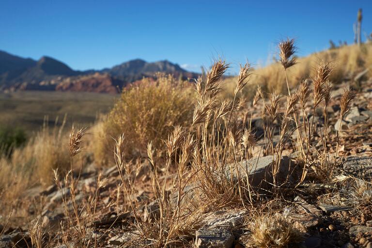Red Brome grass, sceen in the Red Rock Canyon