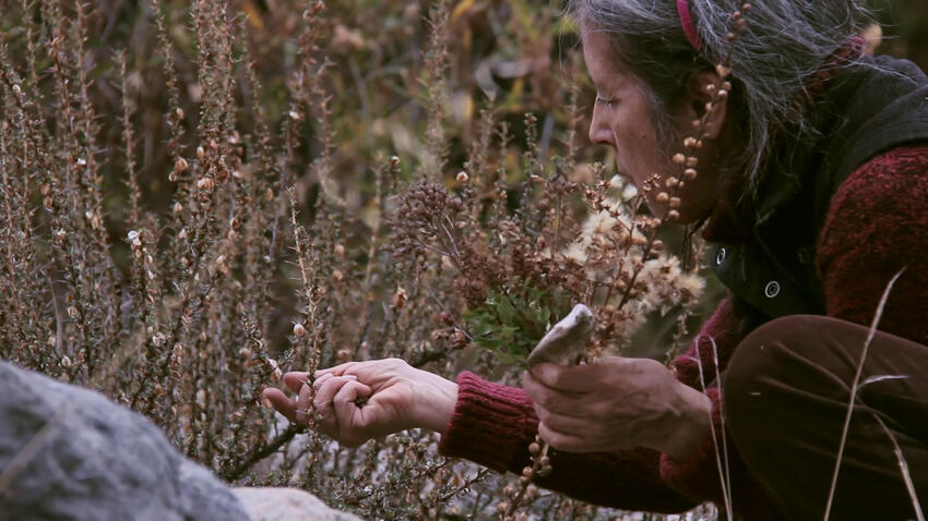A woman in cold-weather clothes (a sweater and long pants) is crouching in a mass of spiky, thin foliage. In her left hand she holds a cluster of brown stalks and green dandelion-like leaves. With her other hand she reaches out to gently pluck a seed pod from one of the spiked plants in front of her. She is paying attention to the plant.