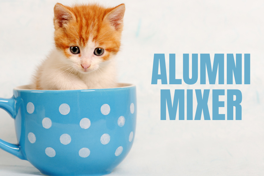 Small orange and white cat in a mug
