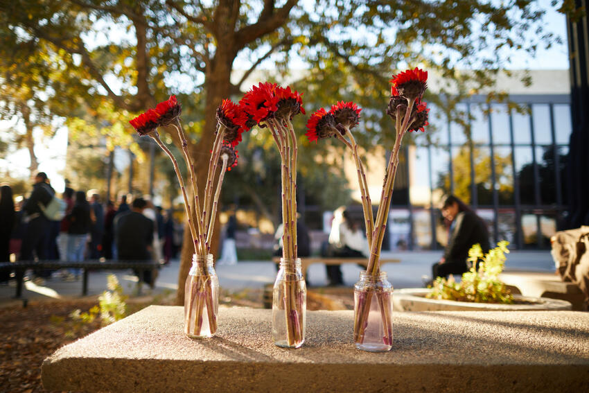 Three vases containing red sunflowers.