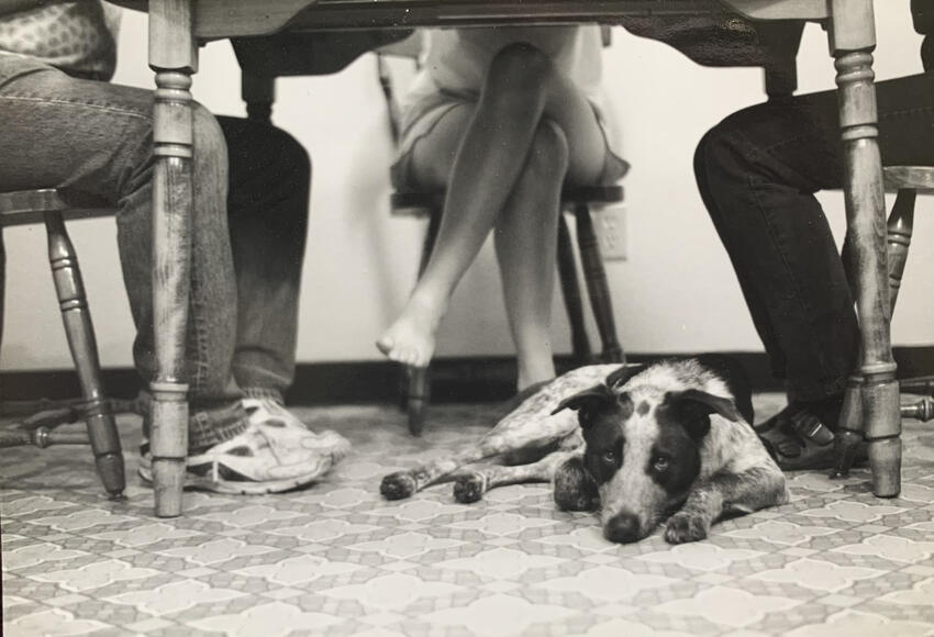 A dog laying under a table