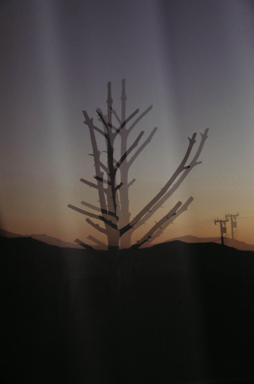 Photo of dead tree with shadows with sunset skyline in the background