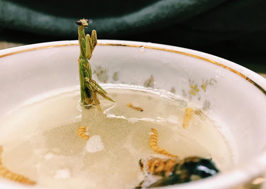 bugs in a bowl