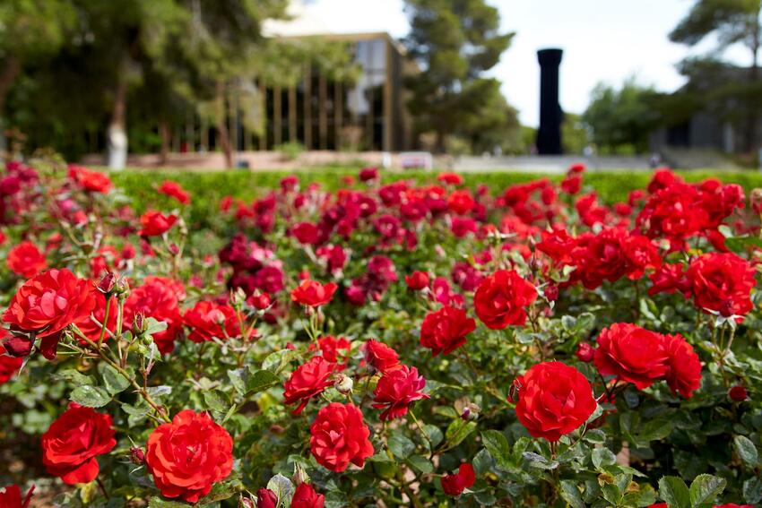 Closeup of rose garden on campus