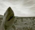 Shark in desert