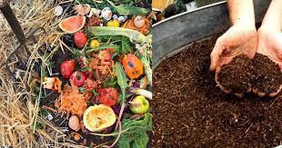 Some vegetable compost and soil.