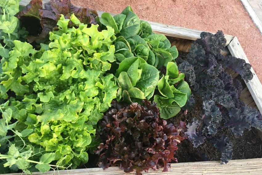 Planter box with various types of lettuce