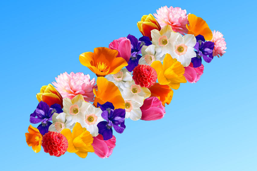 multi-colored flowers floating in the sky