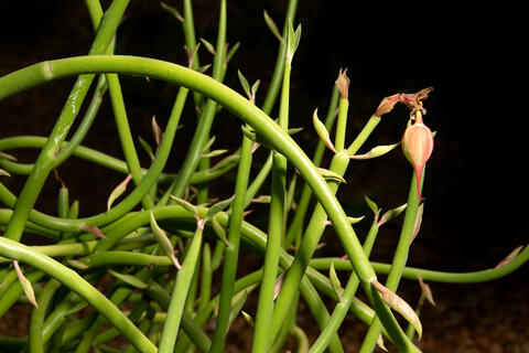 close up of Lady Slipper plant