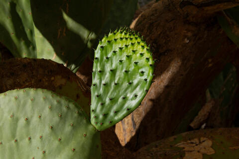 close up of the Prickly Pear plant