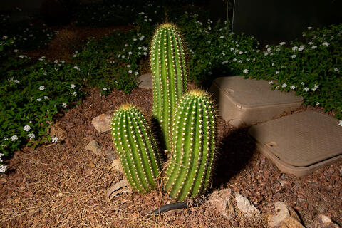 full view of flying saucer cactus