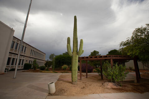 photo of cactus