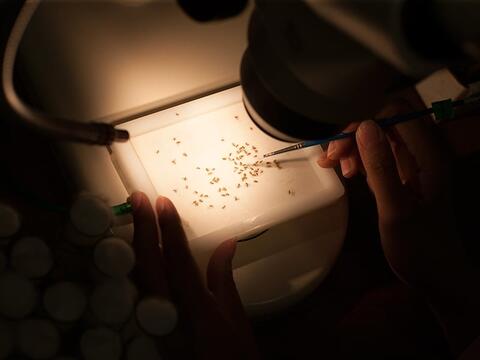 A person examining a group of bugs on a table